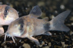 Corydoras Panda